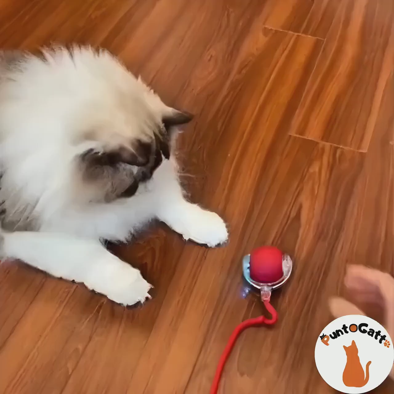 🐾 Zampik® 😻 + E-BOOK 📚